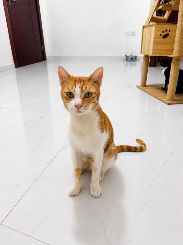 Gabriel