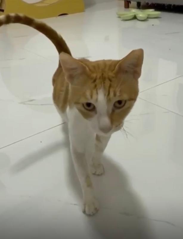 Gabriel
