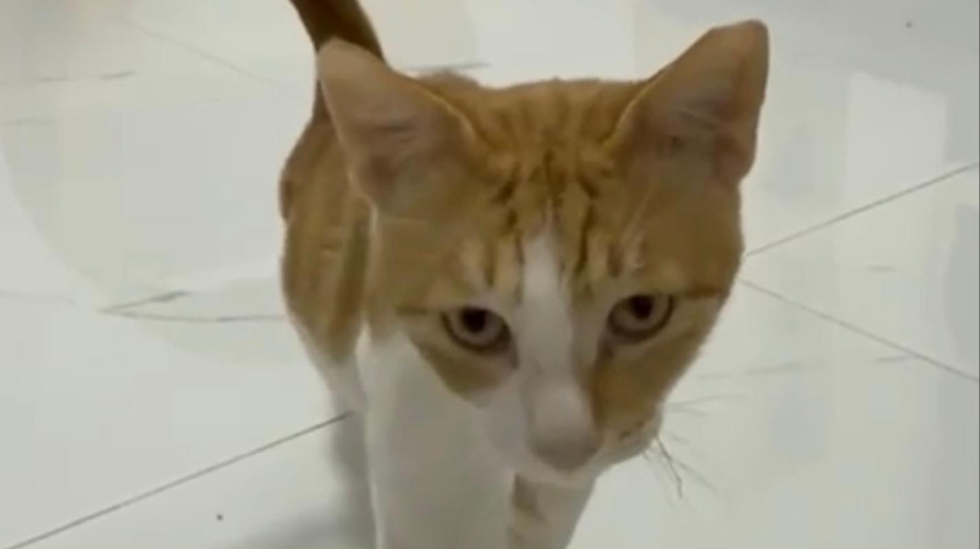 Gabriel