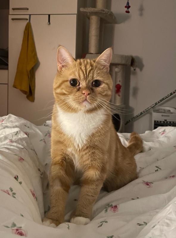Willem