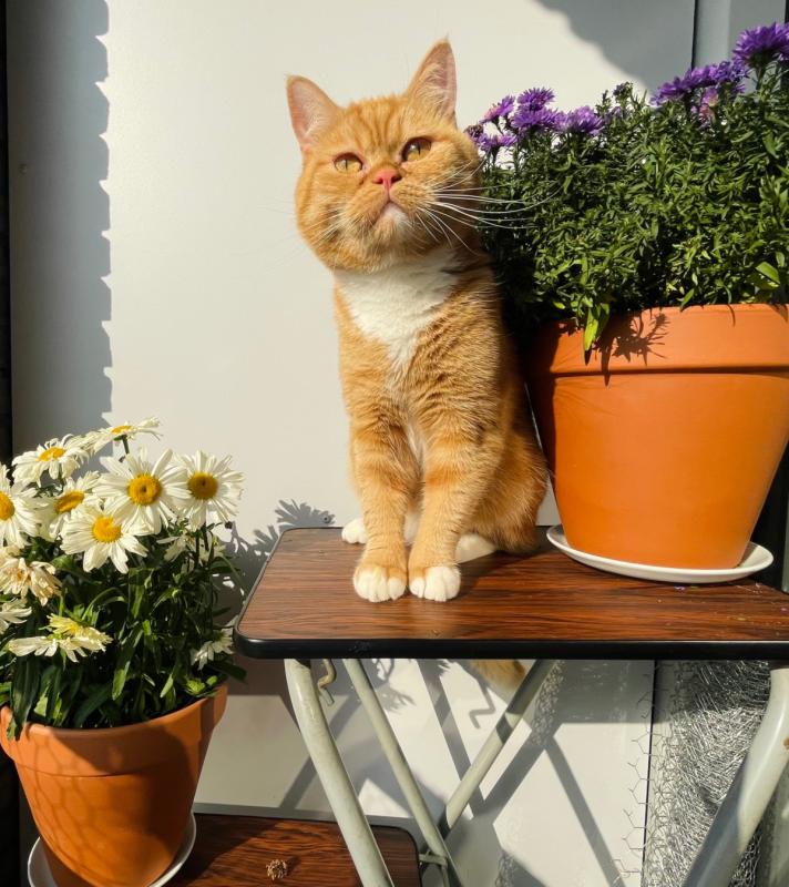 Willem