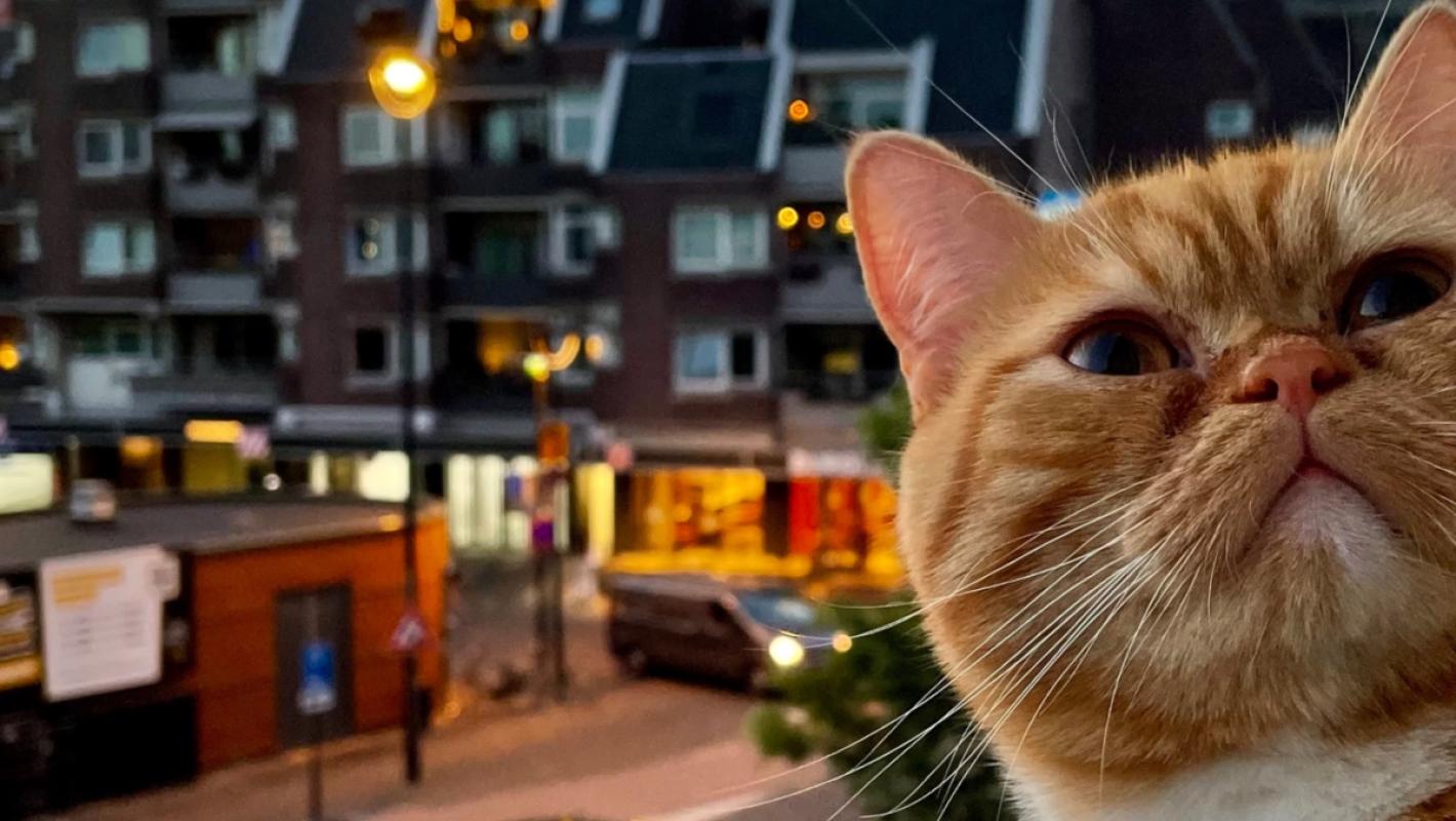 Willem
