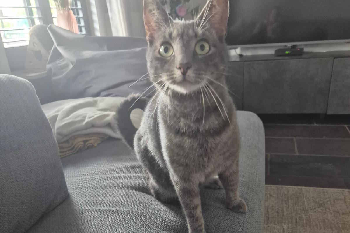 Pip