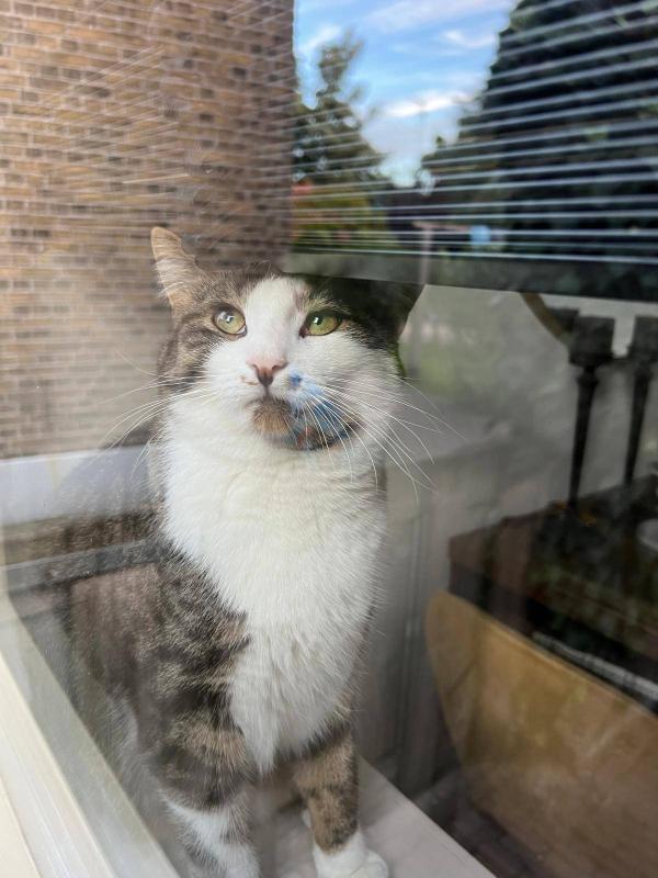 Simba