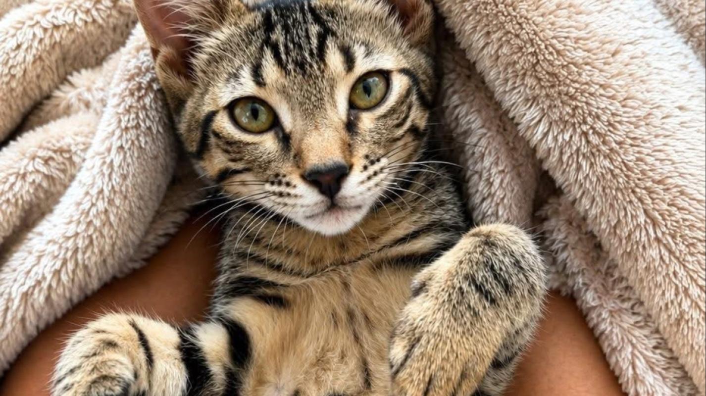 Tiggy