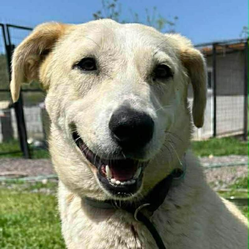 Pinti