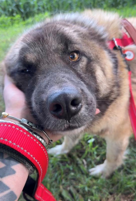 Laika