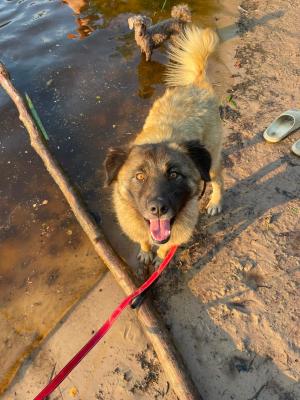 Laika
