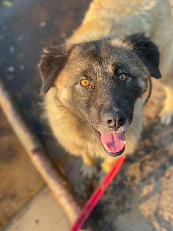 Laika