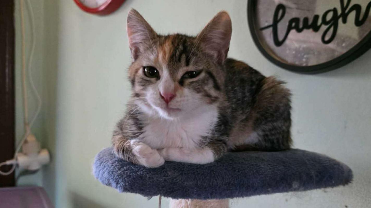 Roxy