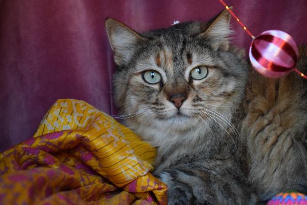 Pinina