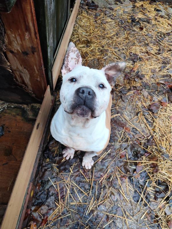 Zak