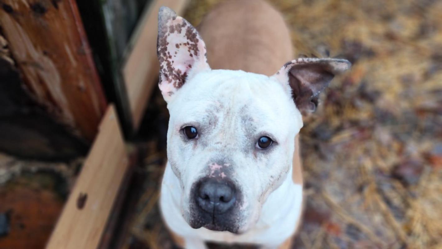 Zak