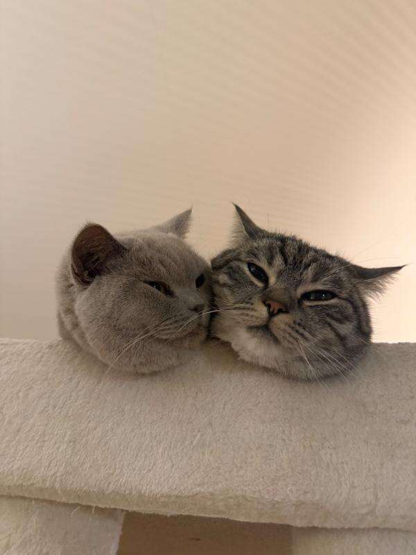 Guus