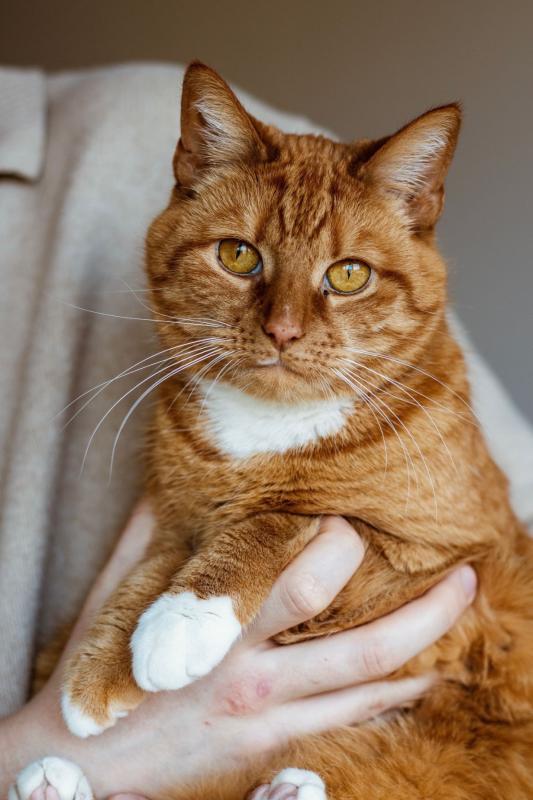 Otis