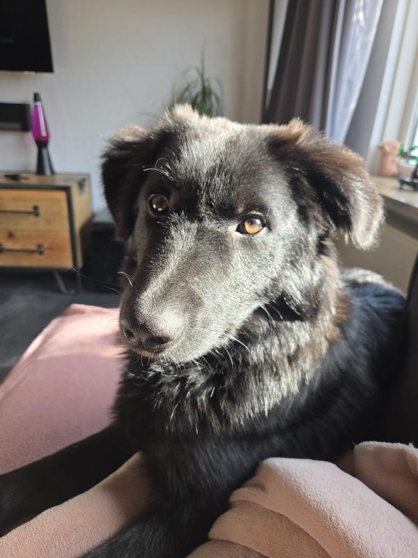 Moose