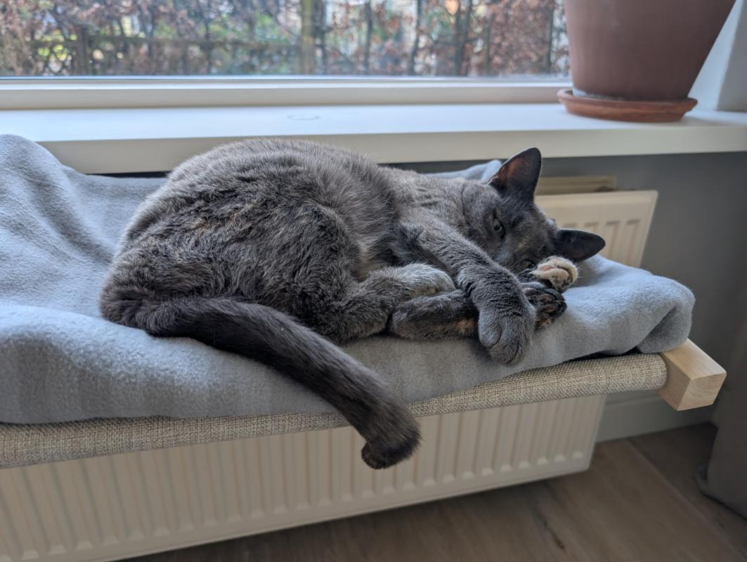 Mau