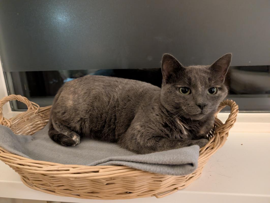 Mau