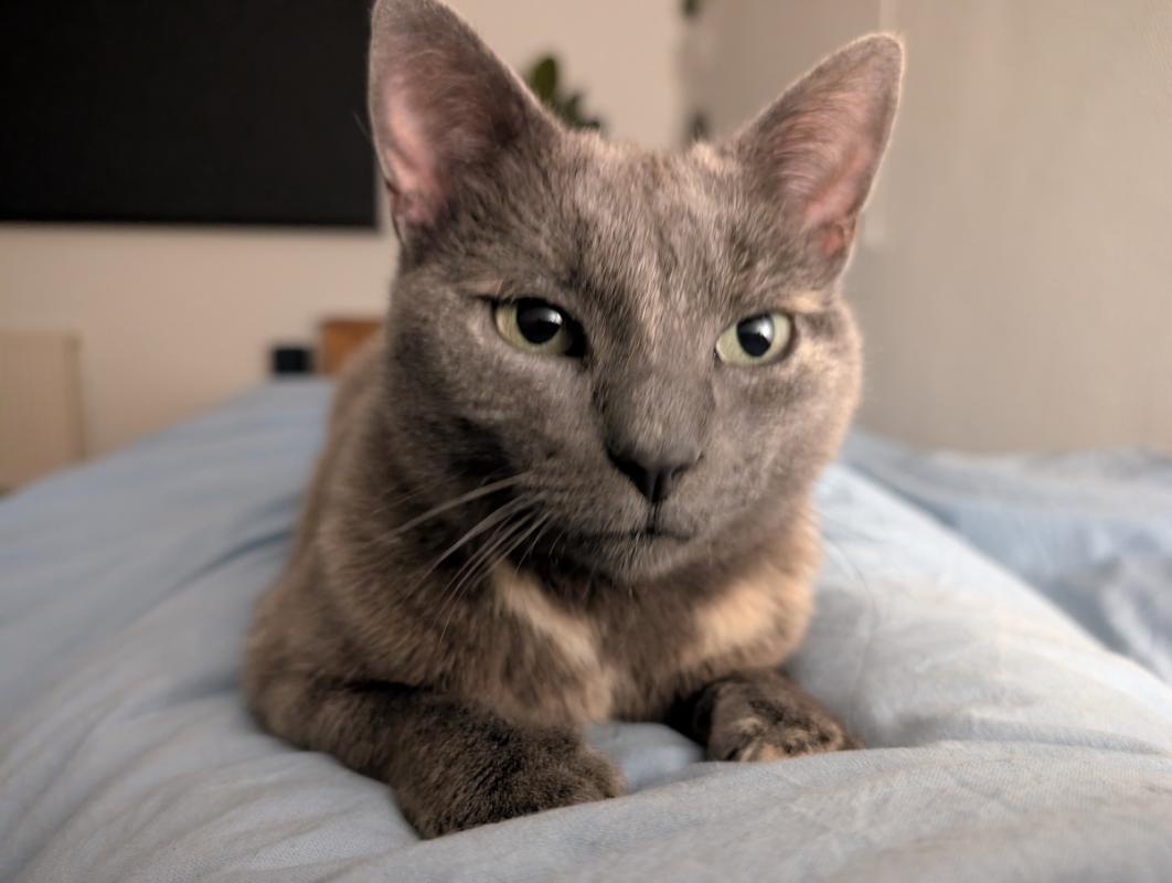 Mau