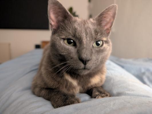 Mau