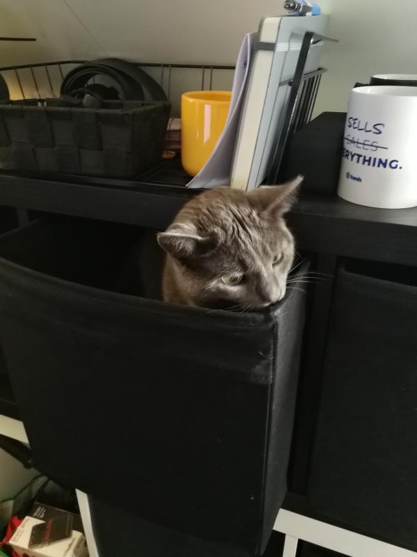 Mau