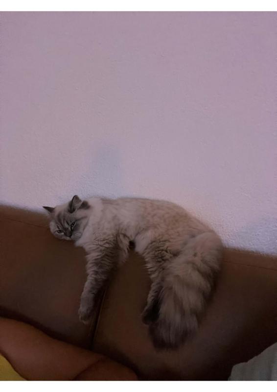 Mia