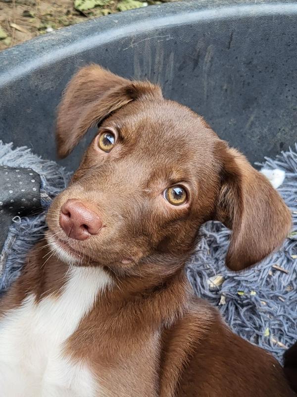 Bruno