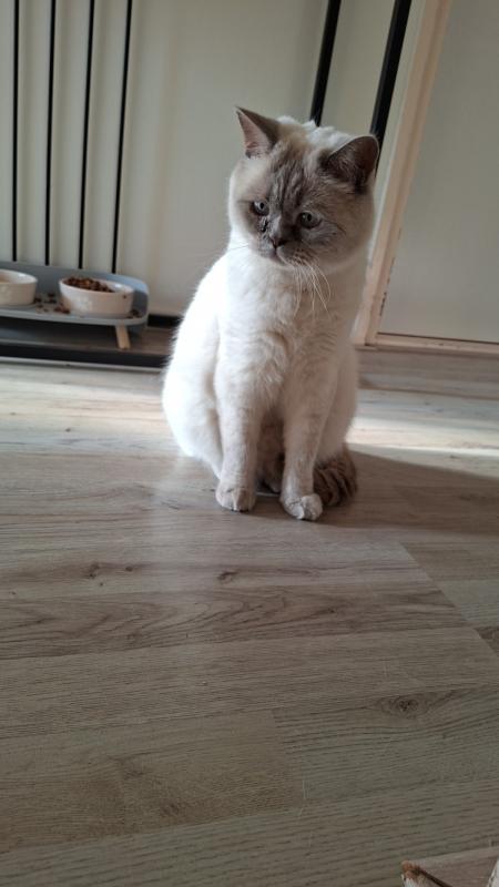 Piet