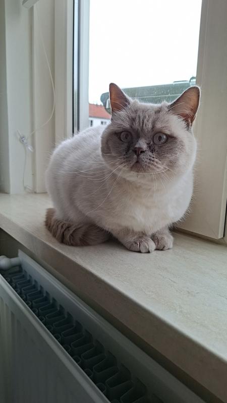Piet