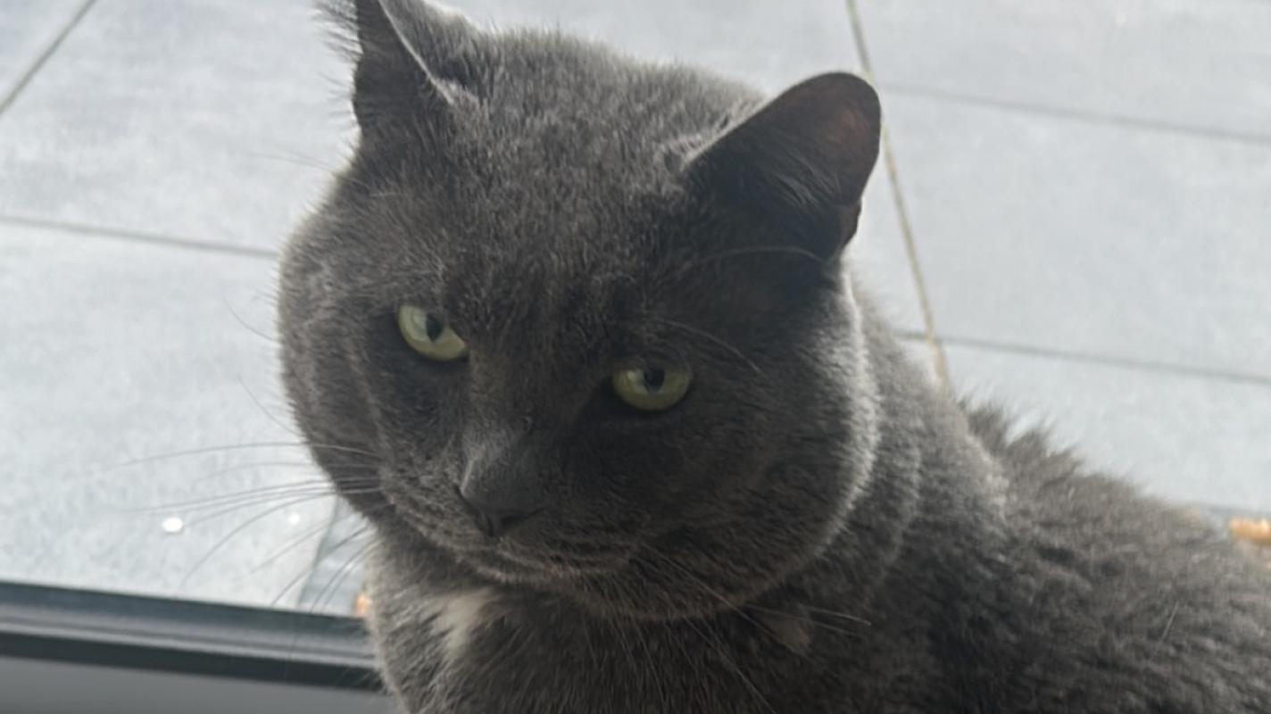 Bibi