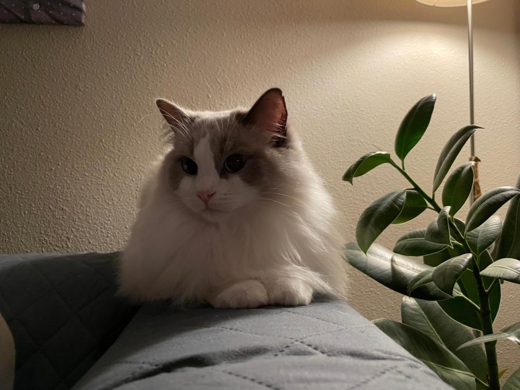 Malina