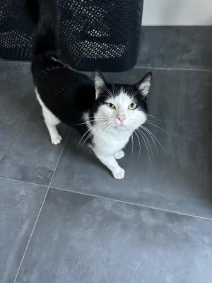 Kleine vriend