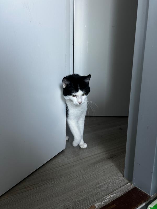Kleine vriend