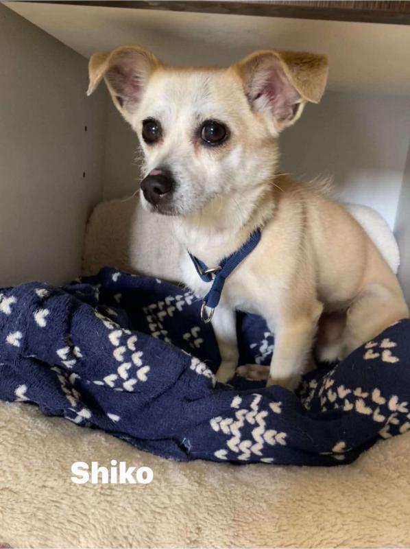 Shiko