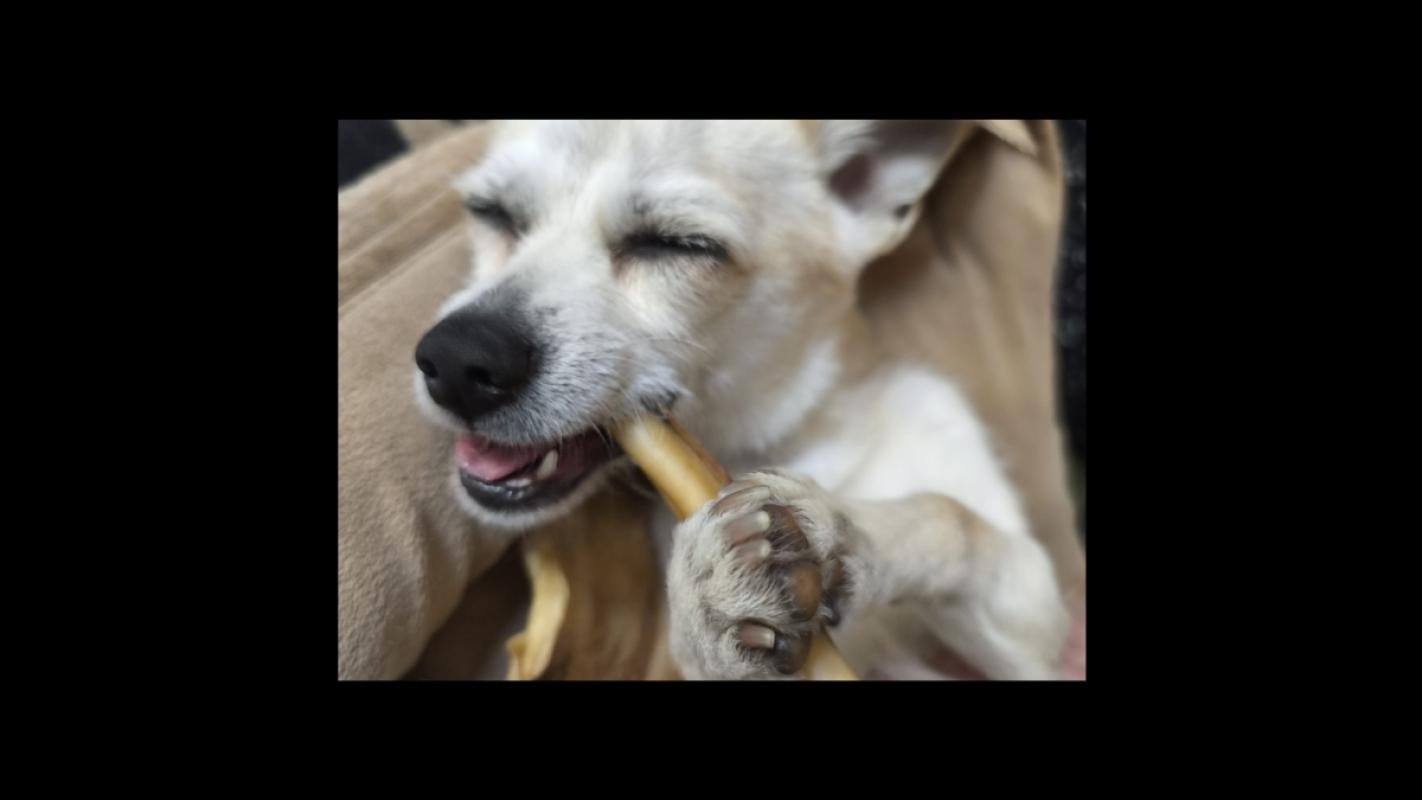 Shiko