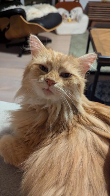 Mochi