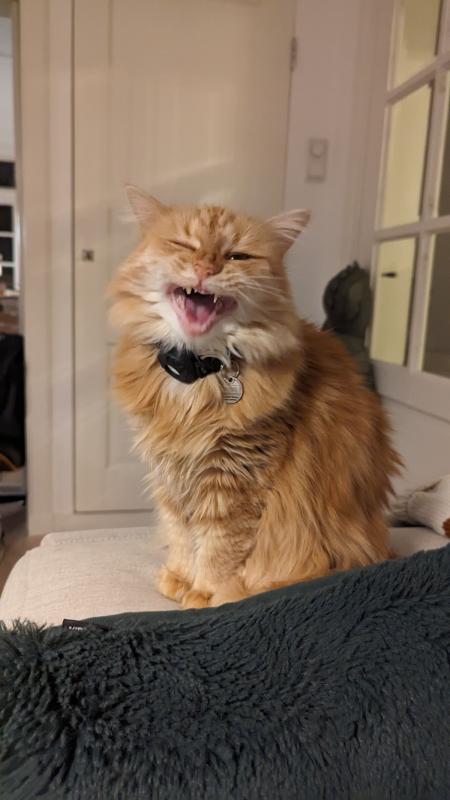 Mochi