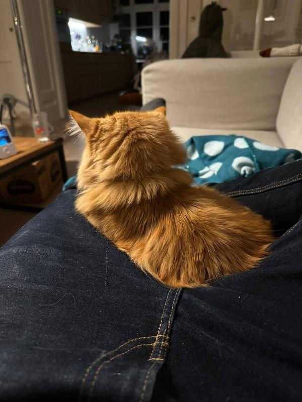 Mochi