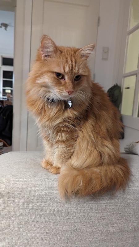 Mochi