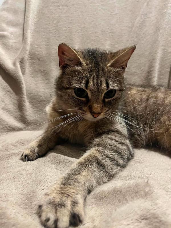 Gracie