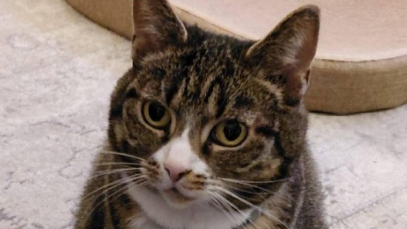 * SPOED * Minoes