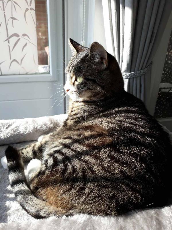 * SPOED * Minoes