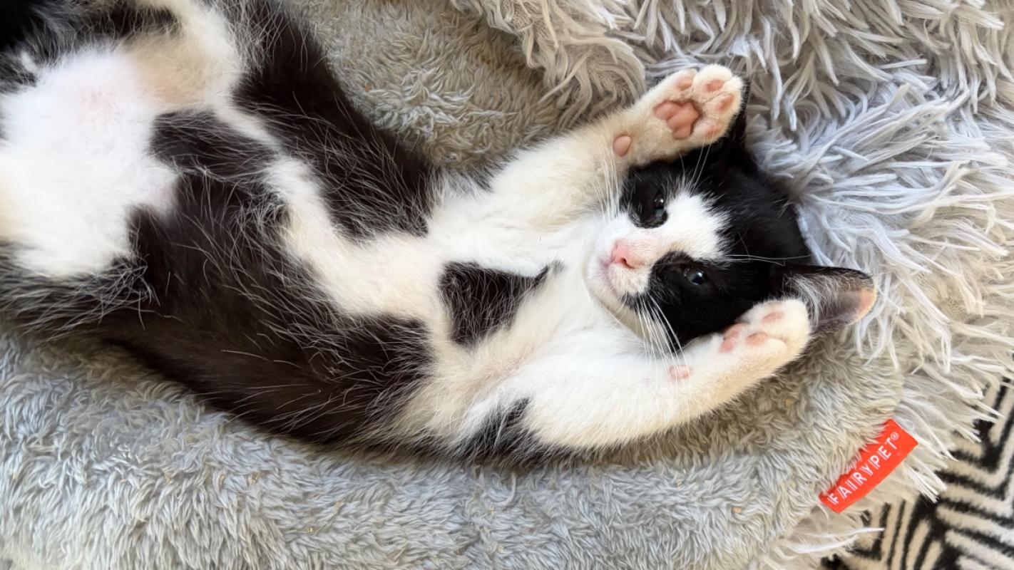 Milo