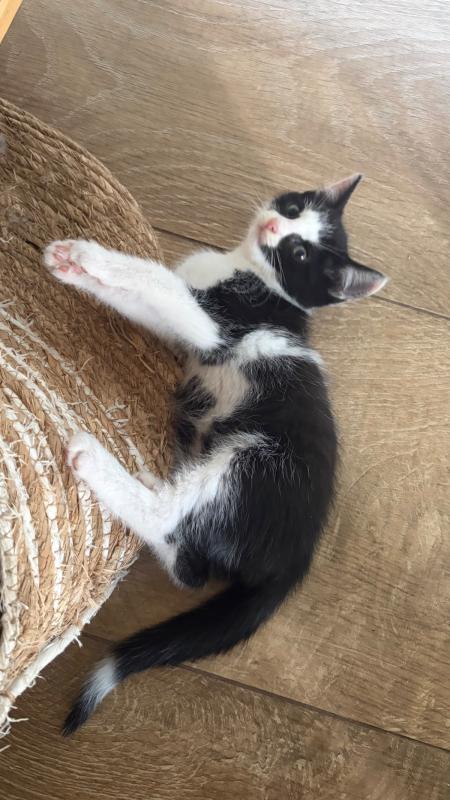 Milo