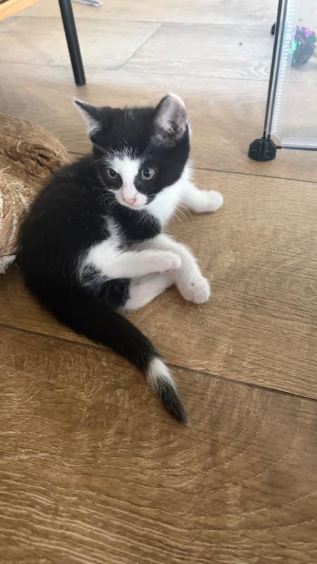 Milo