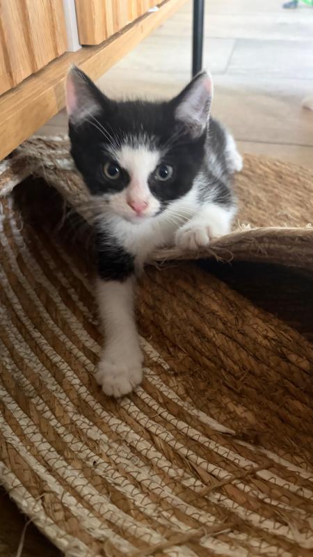 Milo