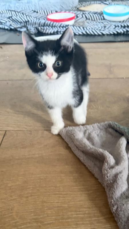 Milo