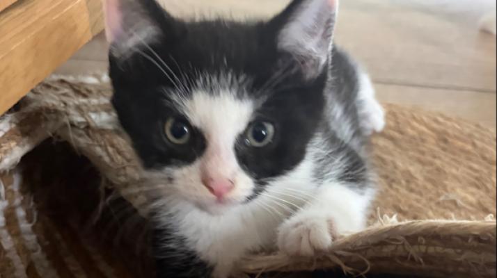 Milo