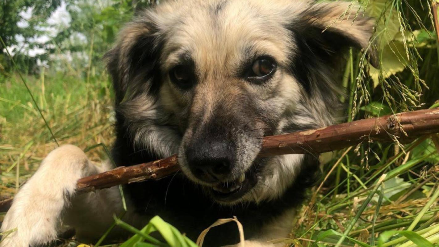 Dina