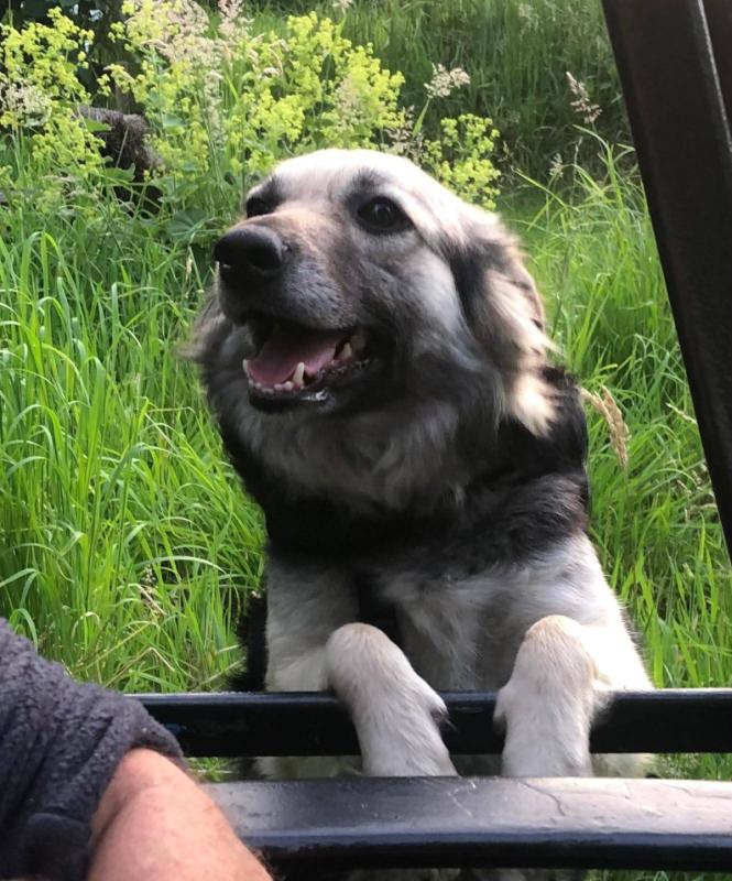 Dina